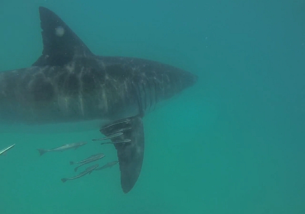 The 2013 snapper season in South Australia is closed from November 1 through until December 15. Image: Jamie Crawford